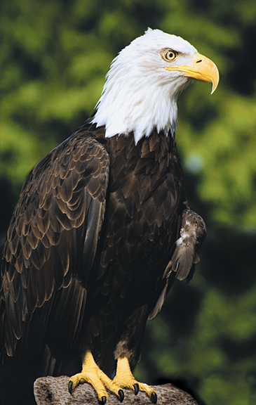 Counting bald eaglesng - Cover Image