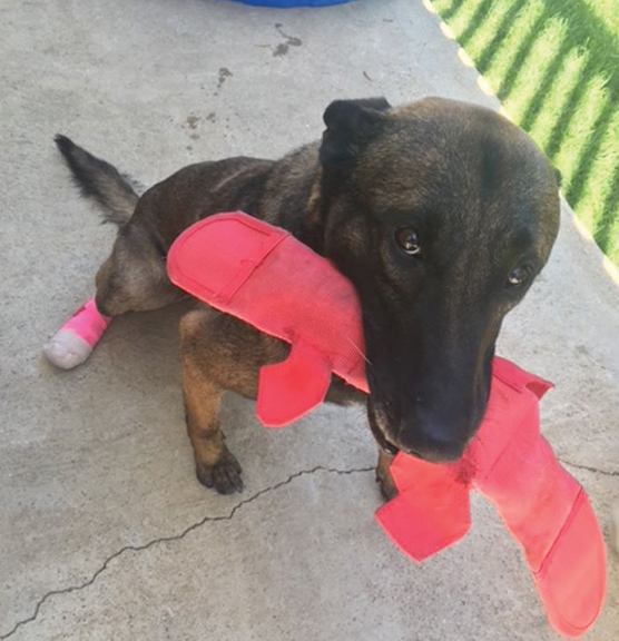 Police dog captures burglar despite being injur - Cover Image