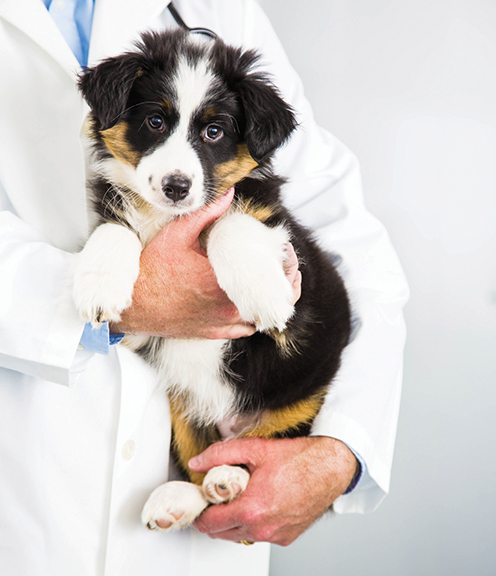 Build a strong relationship with your pet’s vet - Cover Image