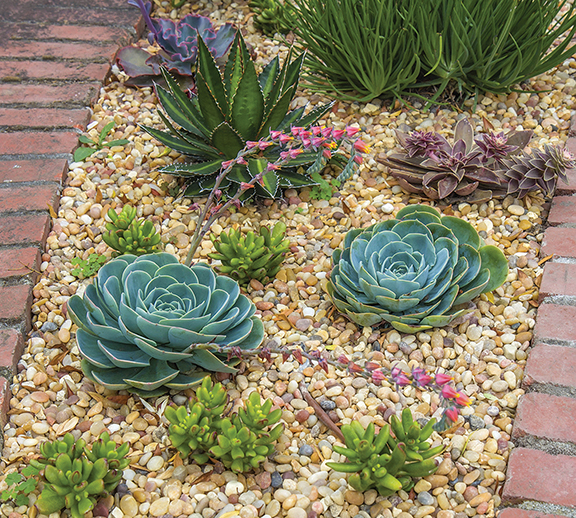 Gardening during a droughtng - Cover Image