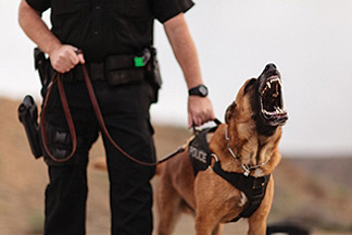 K9 Unit a specialized branch  of the Hemet Poli - Cover Image