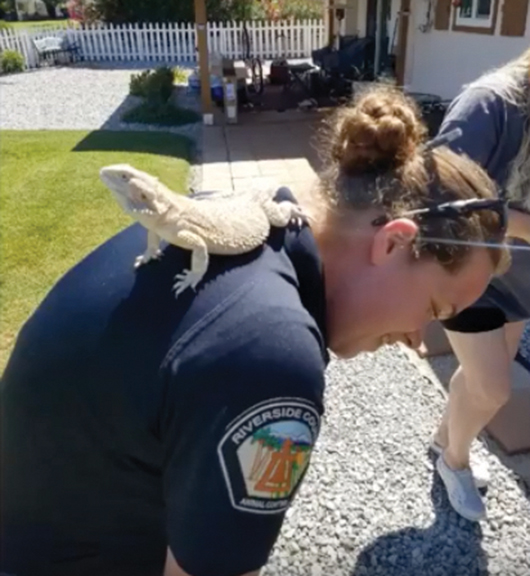 Hemet couple gets package with scaly stowaway - Cover Image